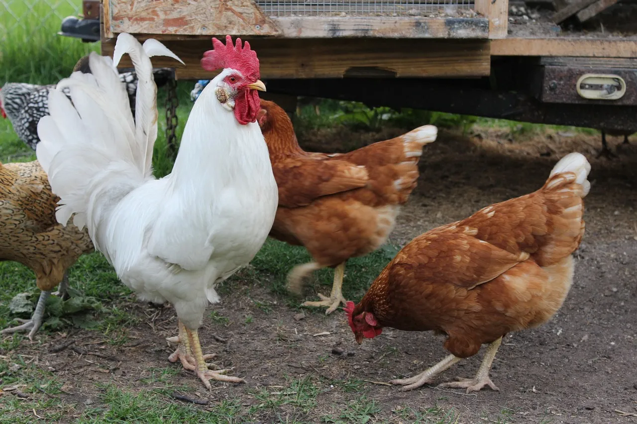 Keeping Chicken Water Clean