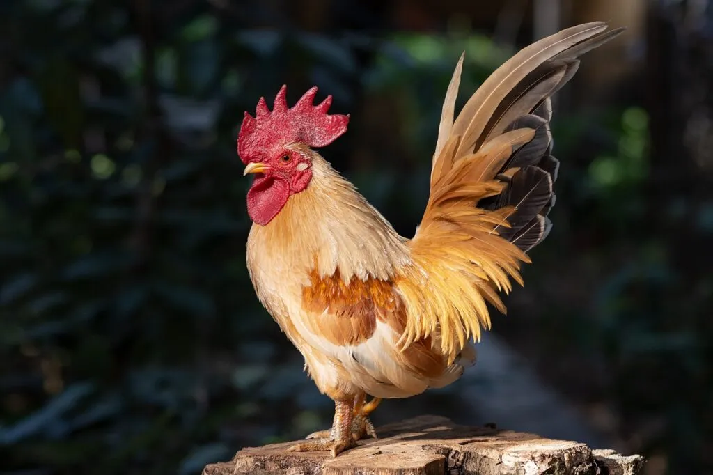 Miniature Roosters