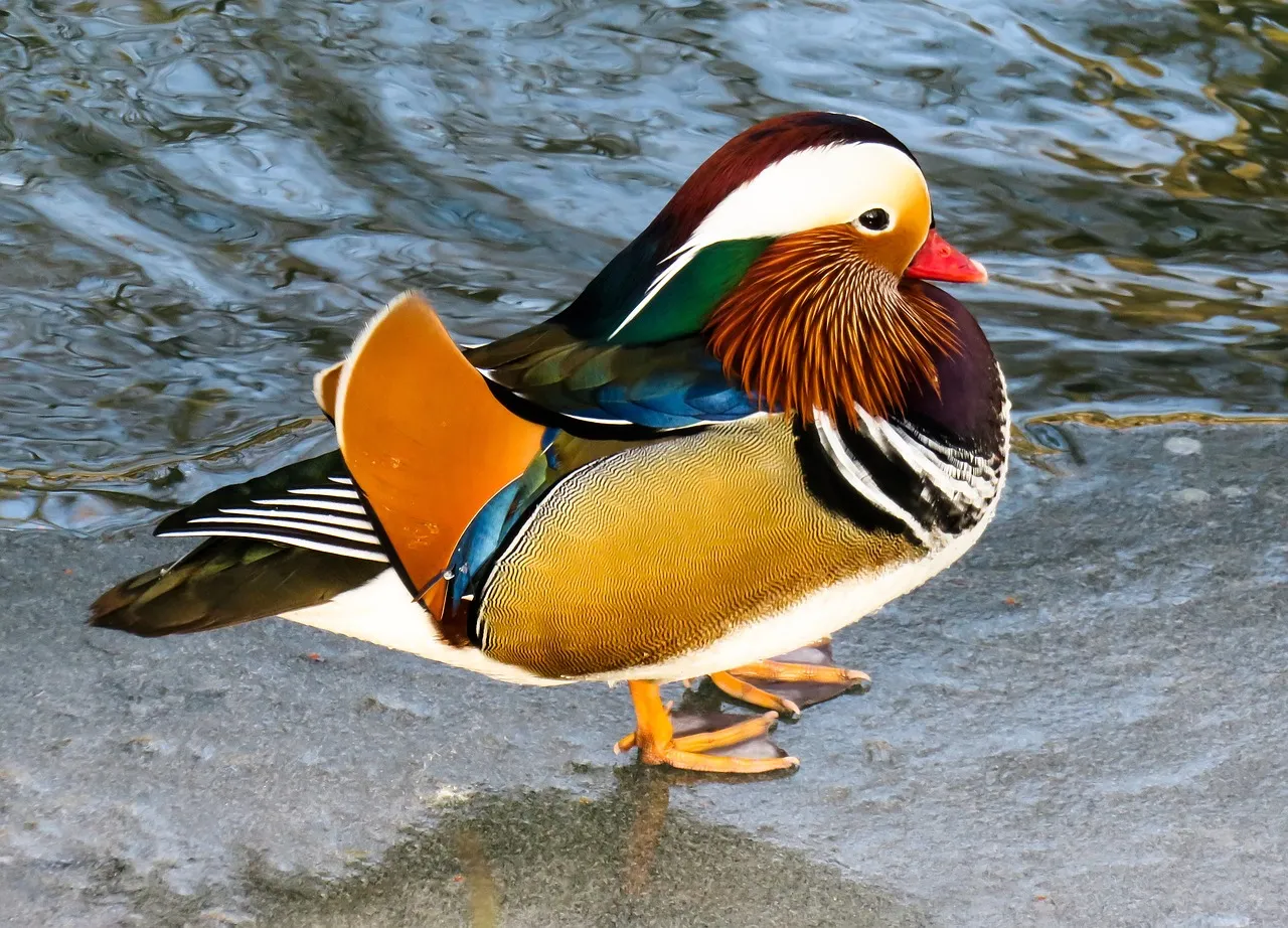 Duck as Pets