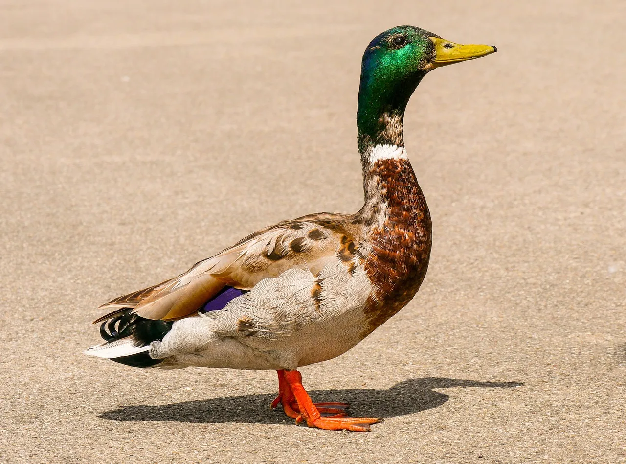 Adaptations of Ducks