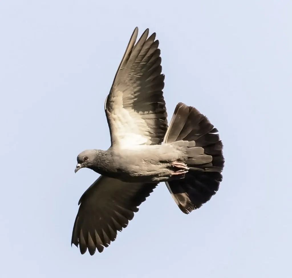 Racing Homer Pigeon