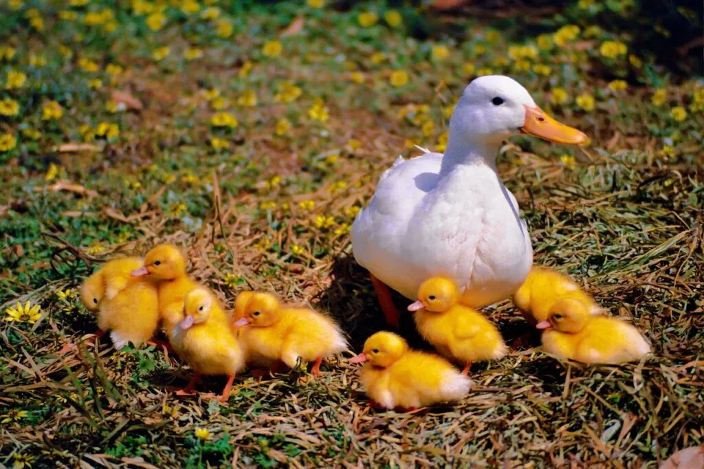 Ducks as Pets