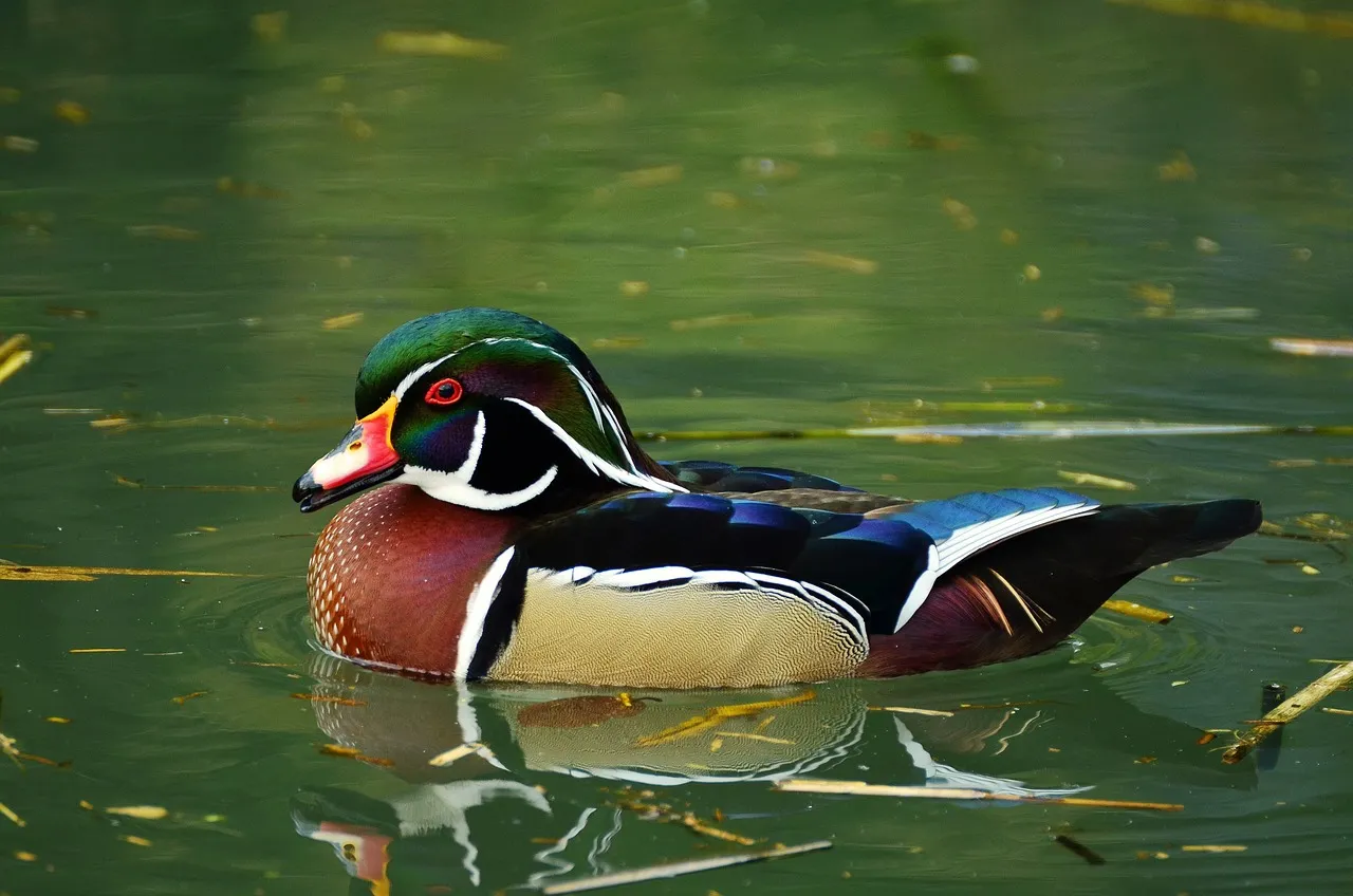 Duck Watching