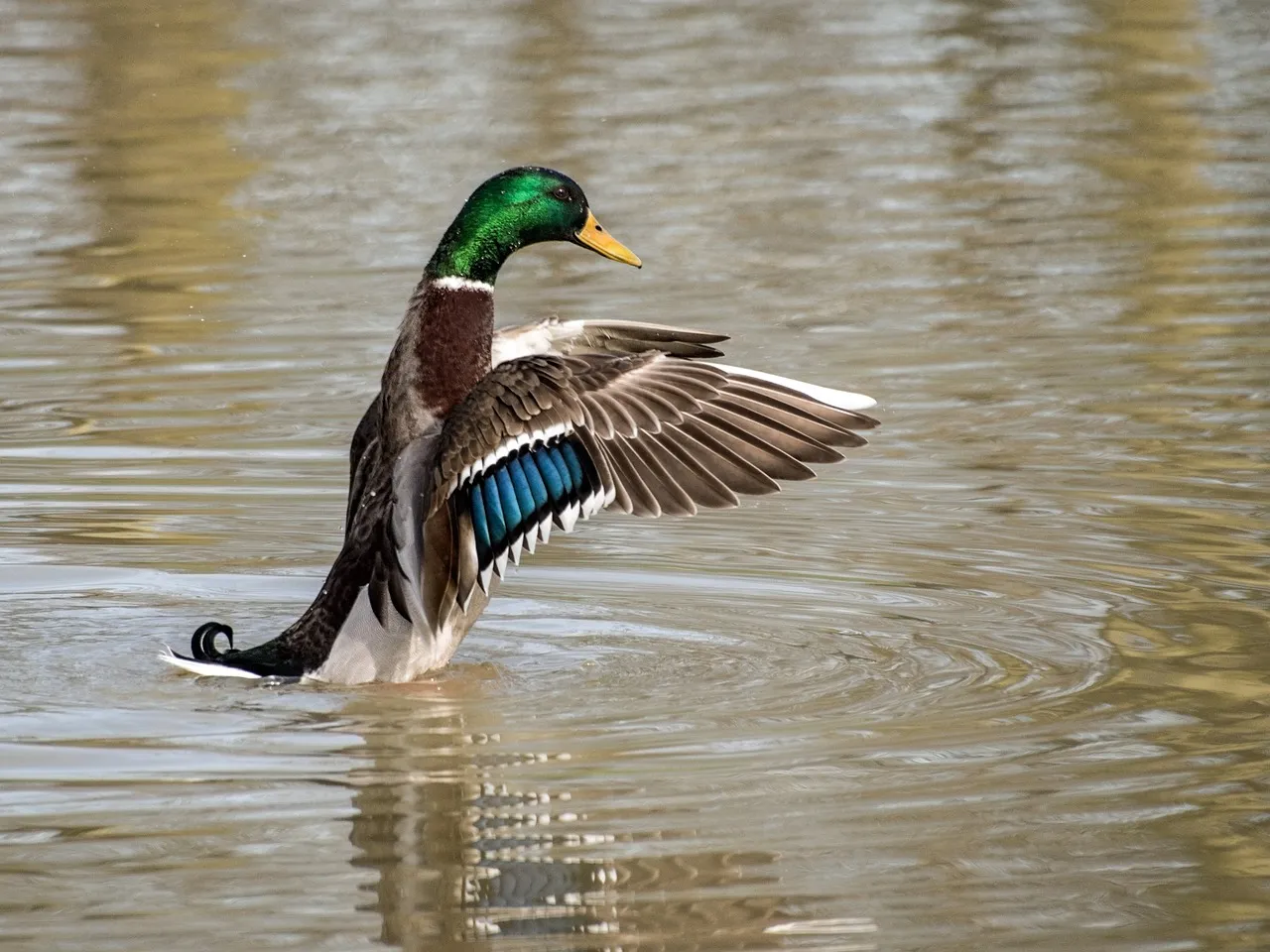 Duck Behavior