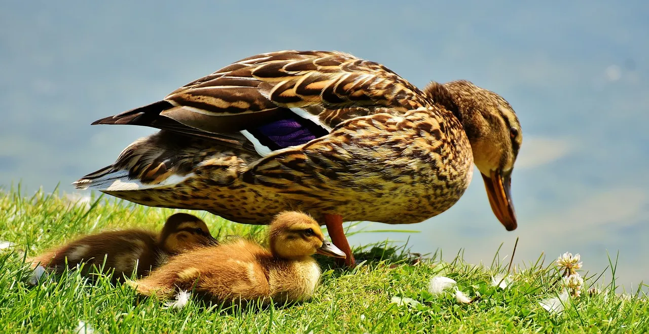 Life Cycle of Ducks
