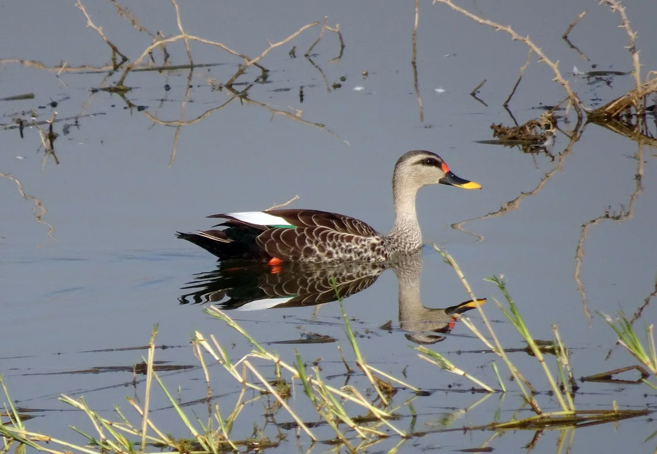 Duck Photography