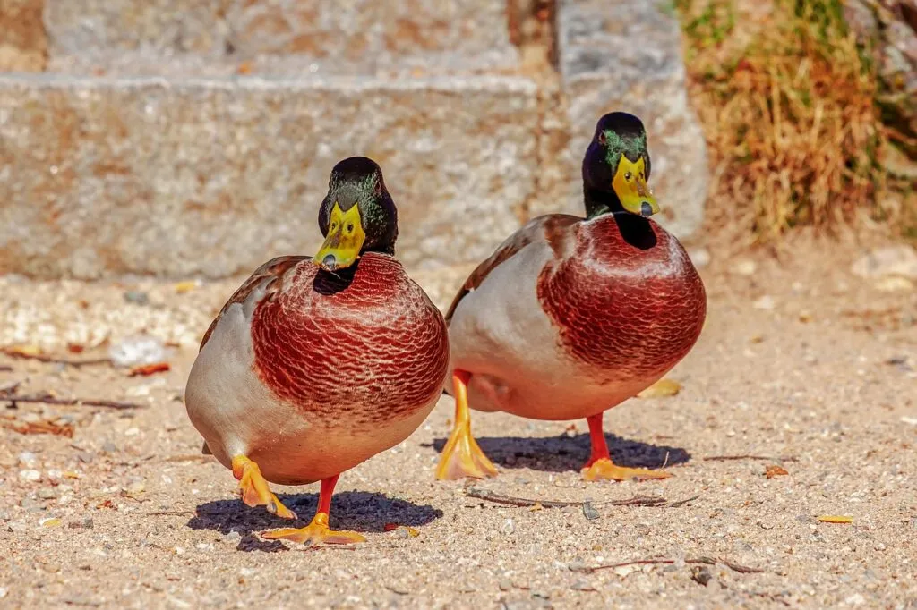 Duck as Pets