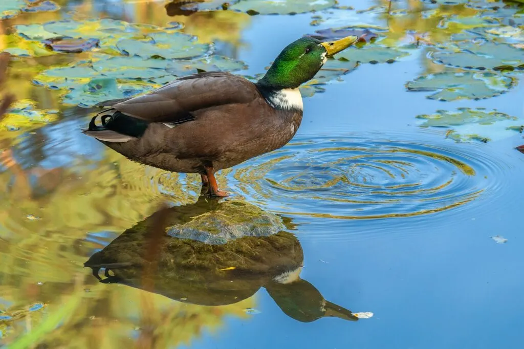 Duck Behaviors