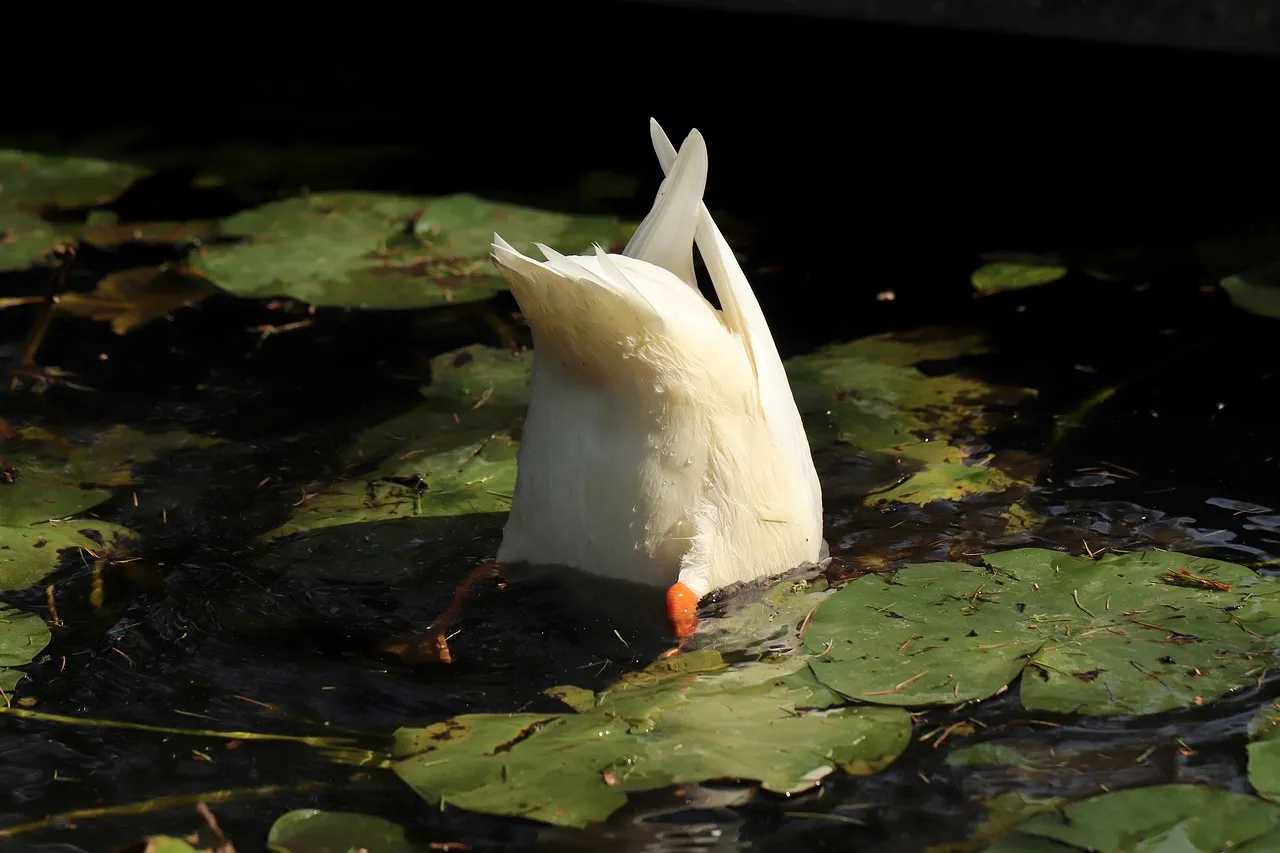 Role of Ducks in Ecosystems