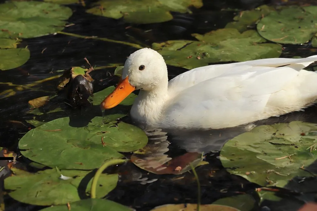 Roles of Ducks in Ecosystems