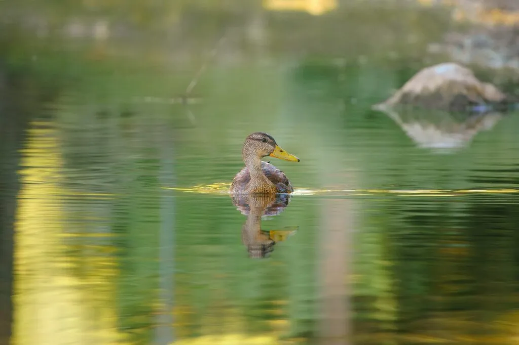 Duck Photography