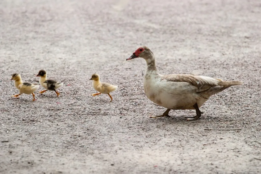 Ducks and Climate Changes