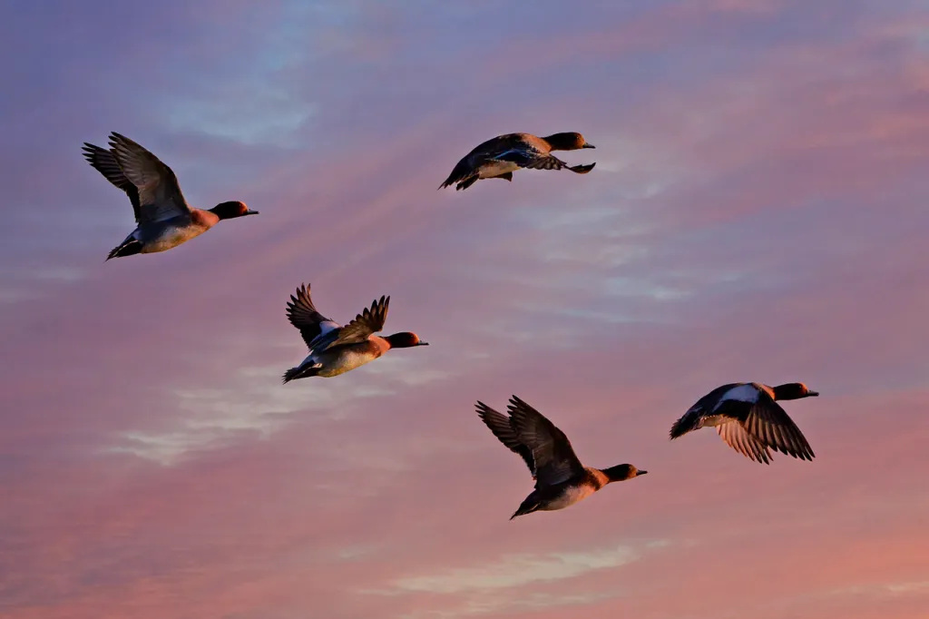 Ducks and Climate Change