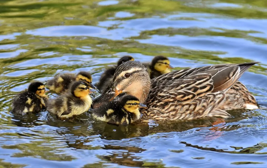 Duck Behavior