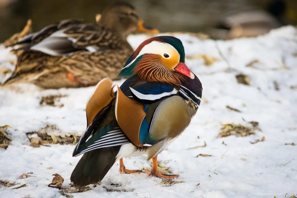 Adaptations of Ducks