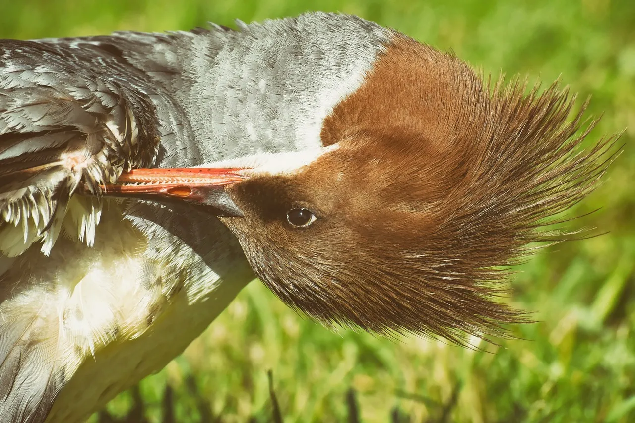 Conservation Efforts for Ducks