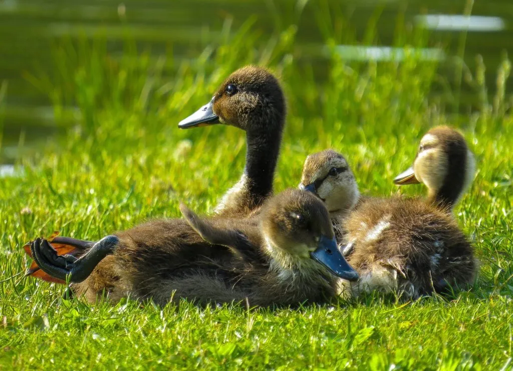 Life Cycle of Ducks