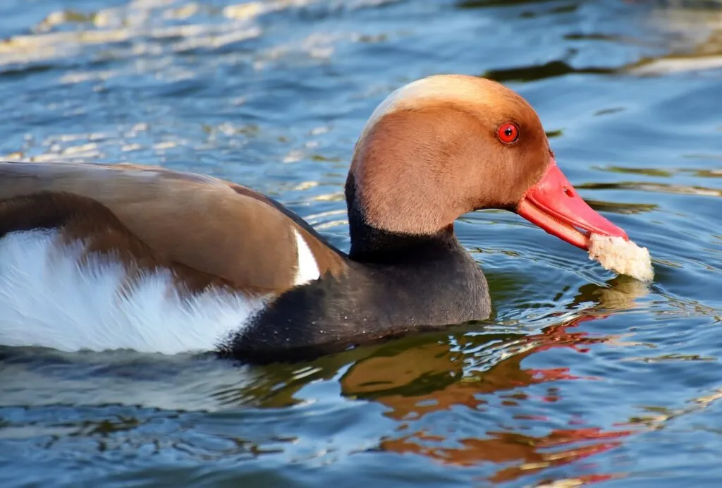 Conservation Efforts for Ducks