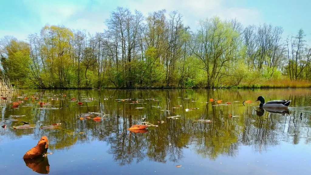 Role of Ducks in Ecosystems