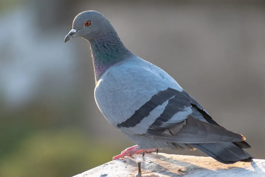 Intelligence of Pigeons