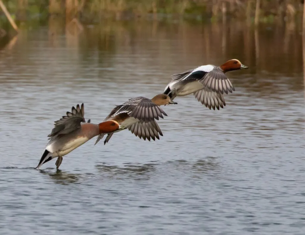 Duck Migrations