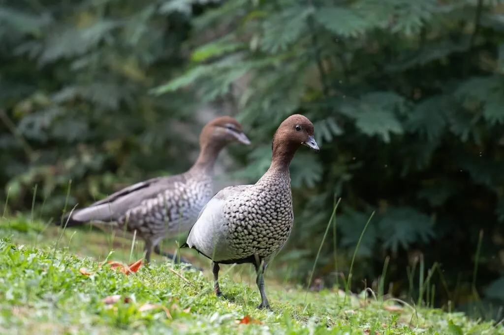 Conservation Efforts for Ducks