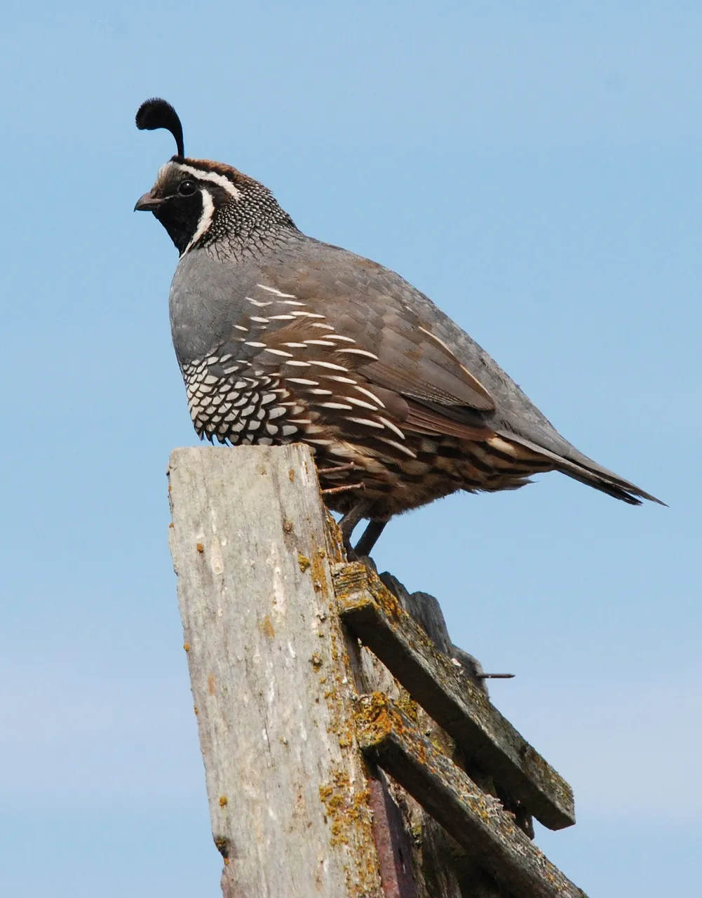 Lighting for Quail