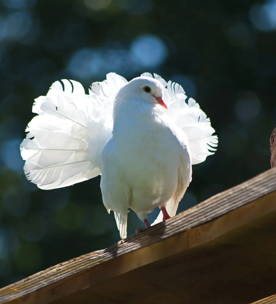Breeding a Pigeon