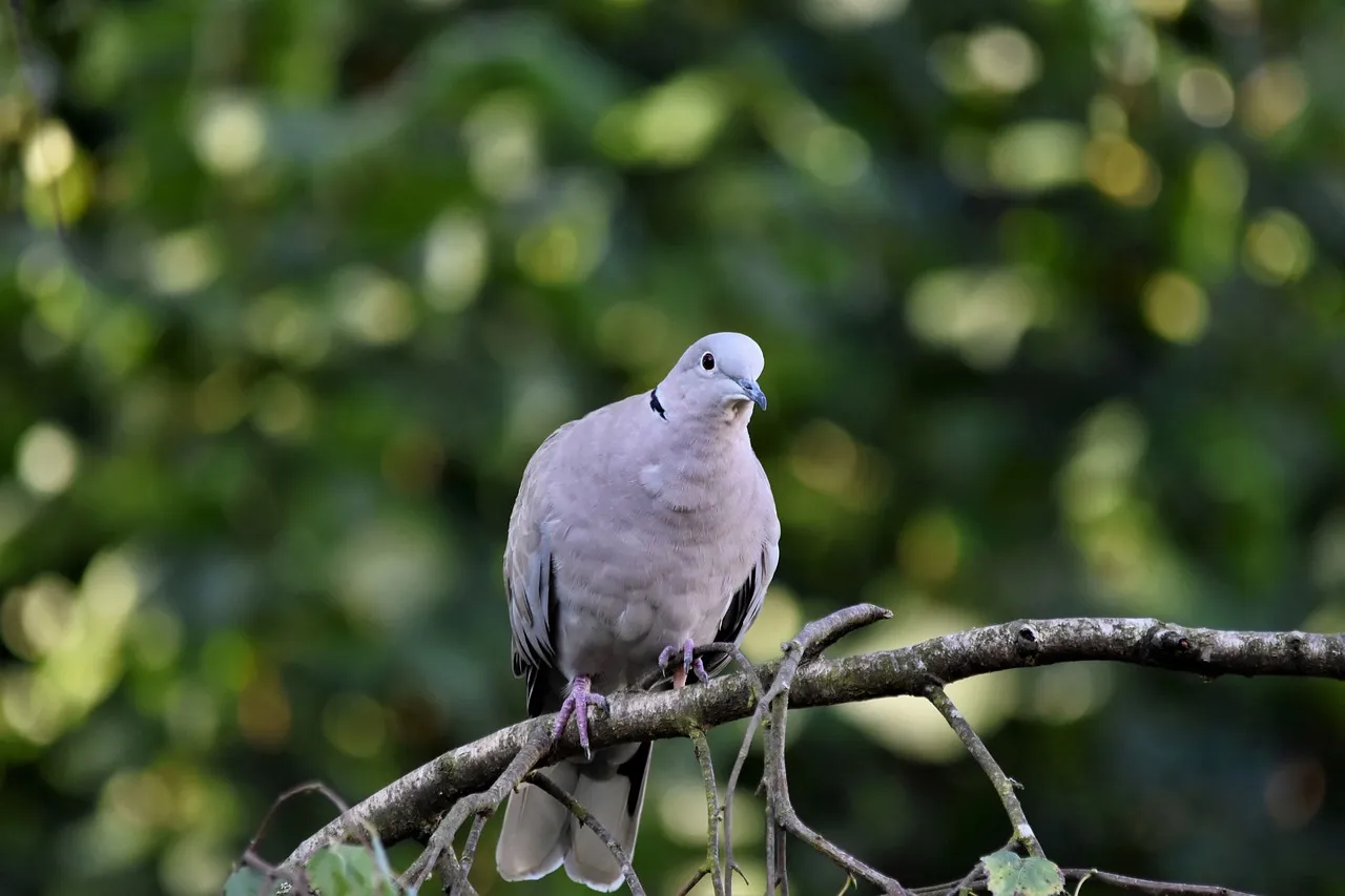 Pigeon Behavior