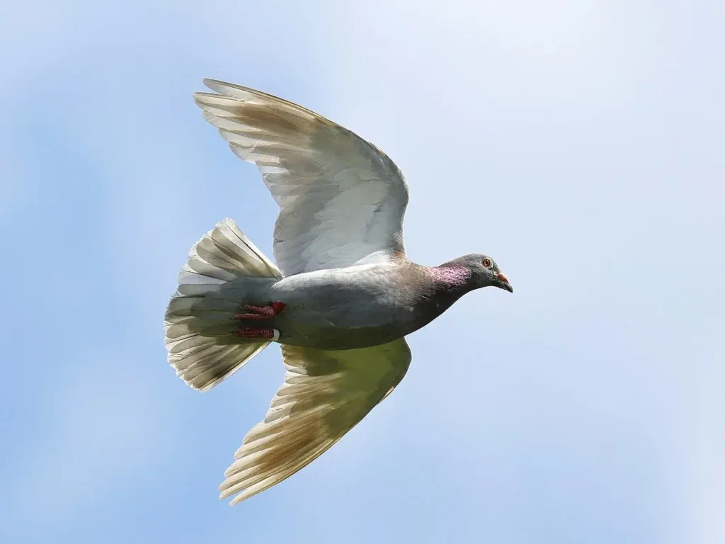 Racing Pigeons