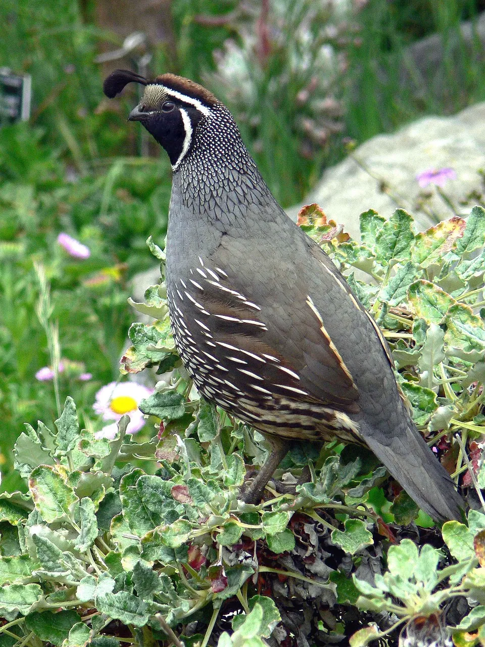 Health Issues in Quail