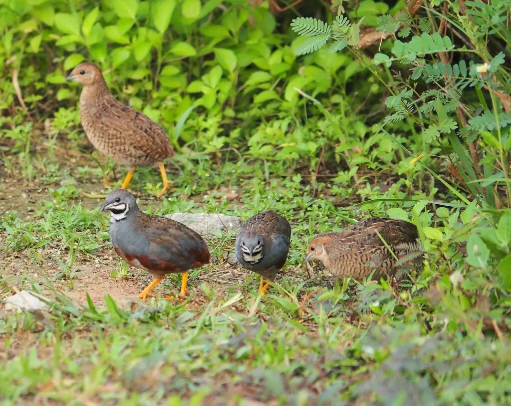 Lighting for Quail