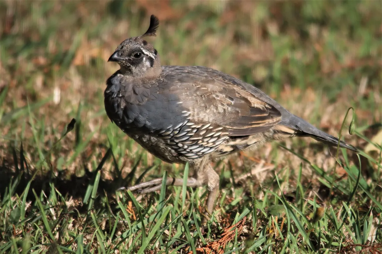 Managing Quail in Extreme Weather