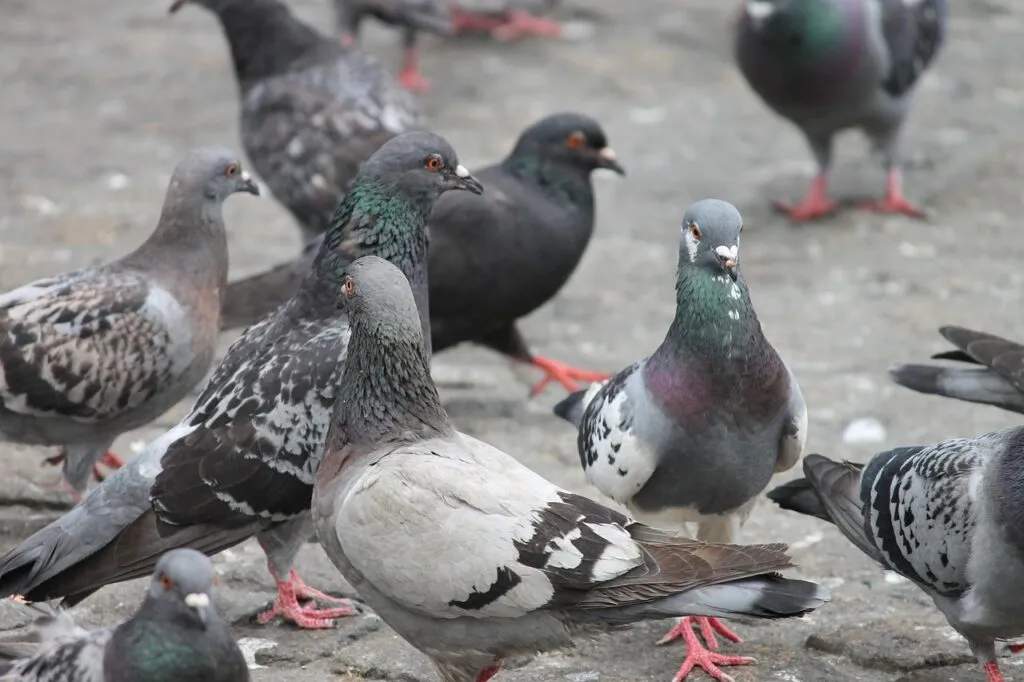 Pigeon Diets