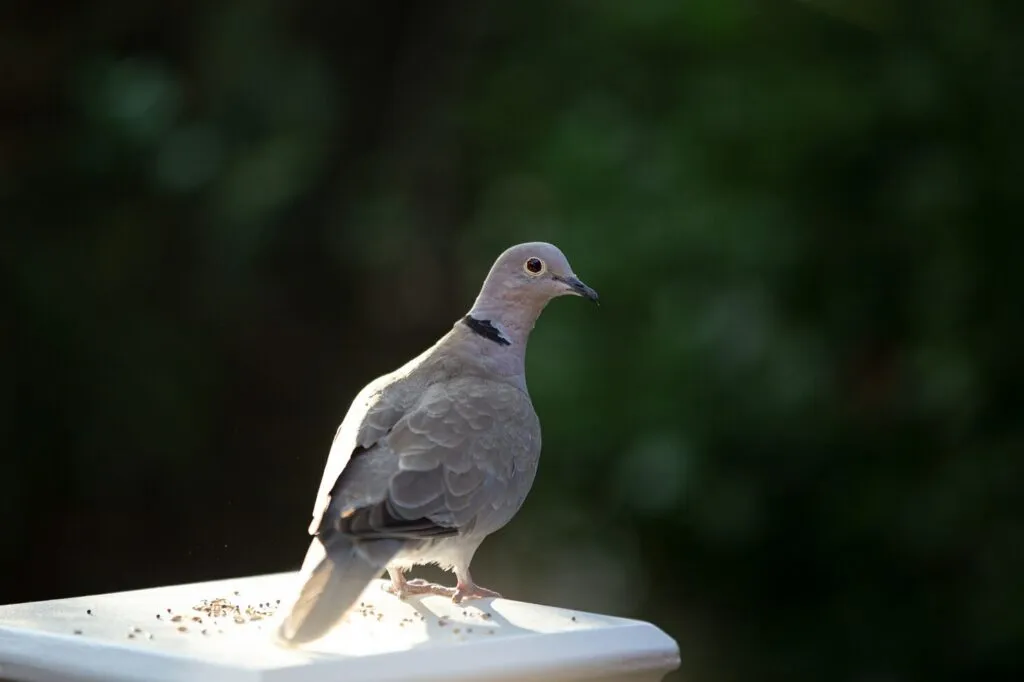 Pigeon Myth Debunked