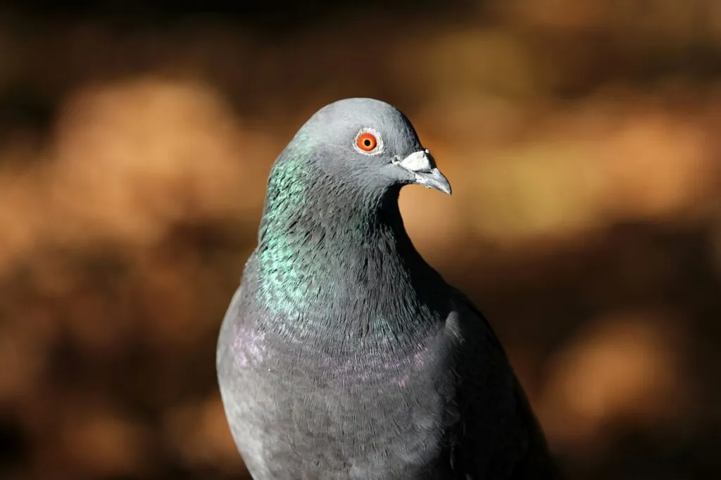 Pigeons Photography