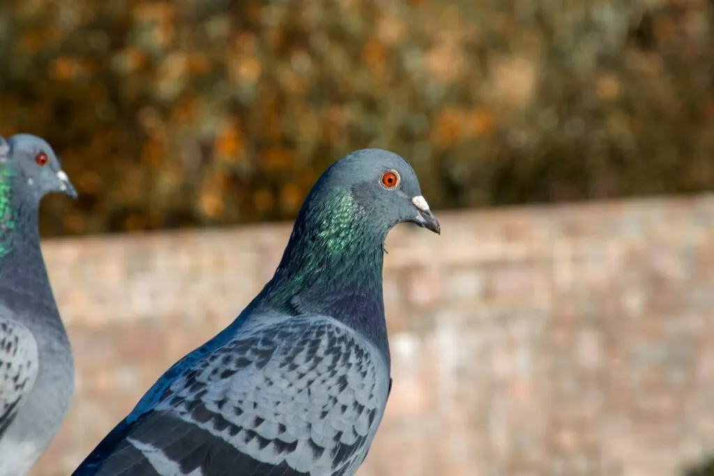 Pigeon Training and Bonding