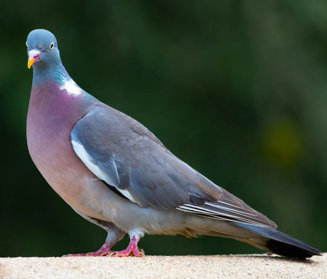 Pigeon Photography