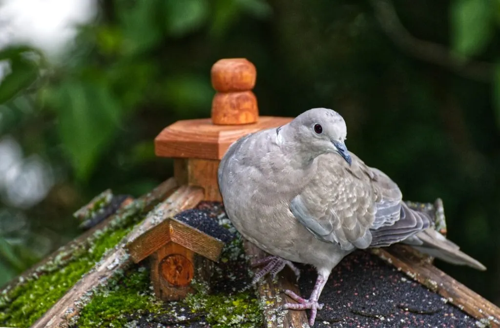 Creating the Perfect Pigeon Loft