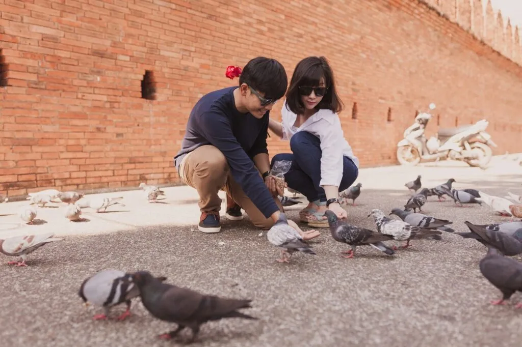 Pigeons Training and Bonding