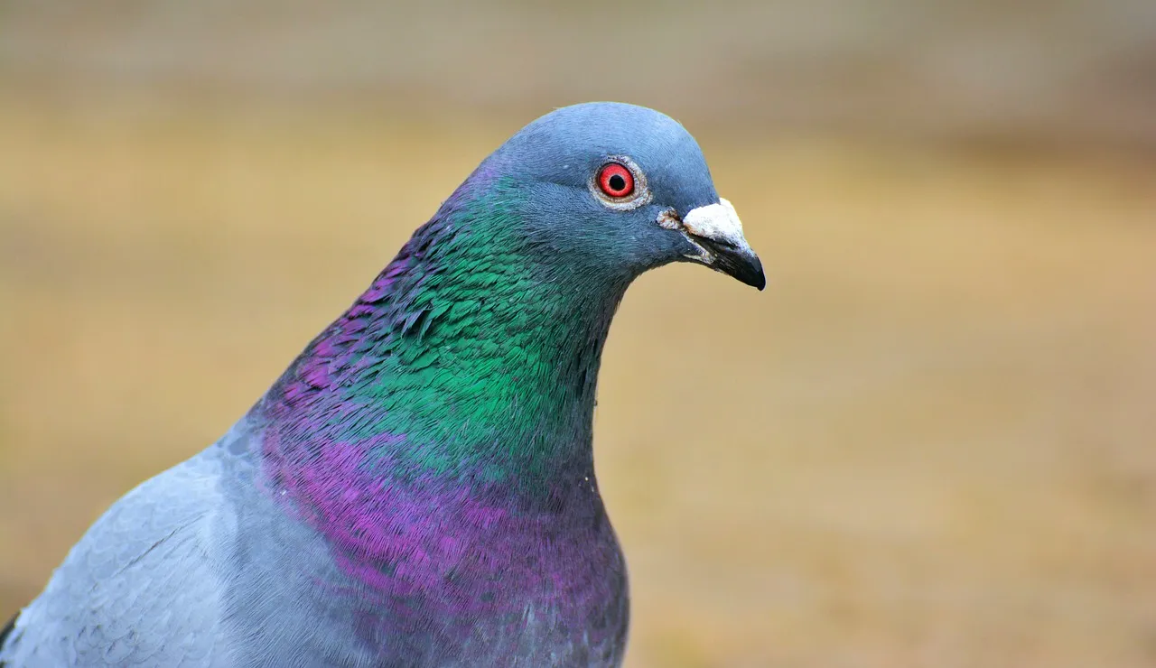 Pigeon Racing