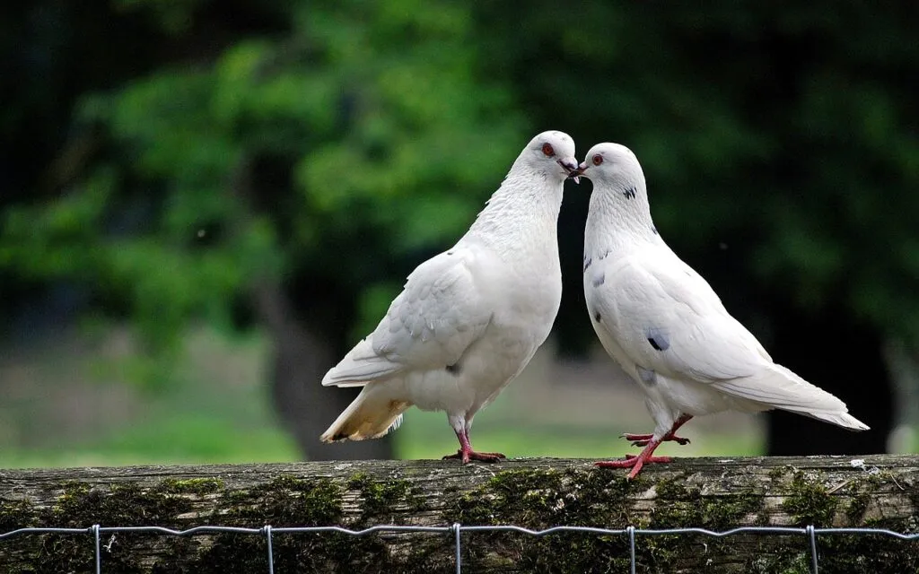 Pigeon Diet