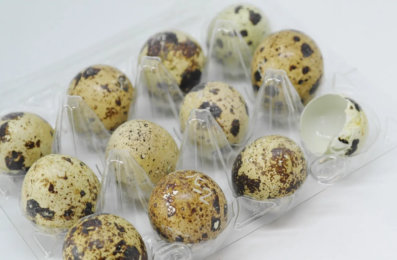 Quail Egg Incubation