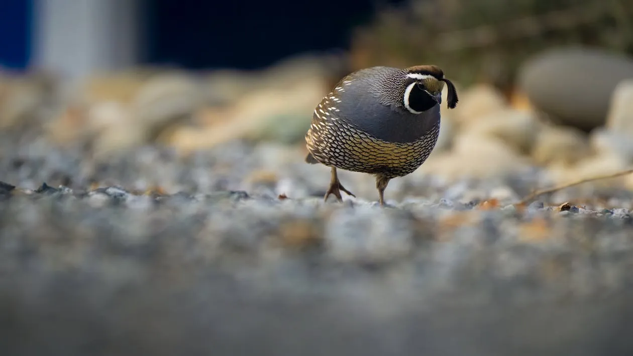 Choosing the Right Quail Species