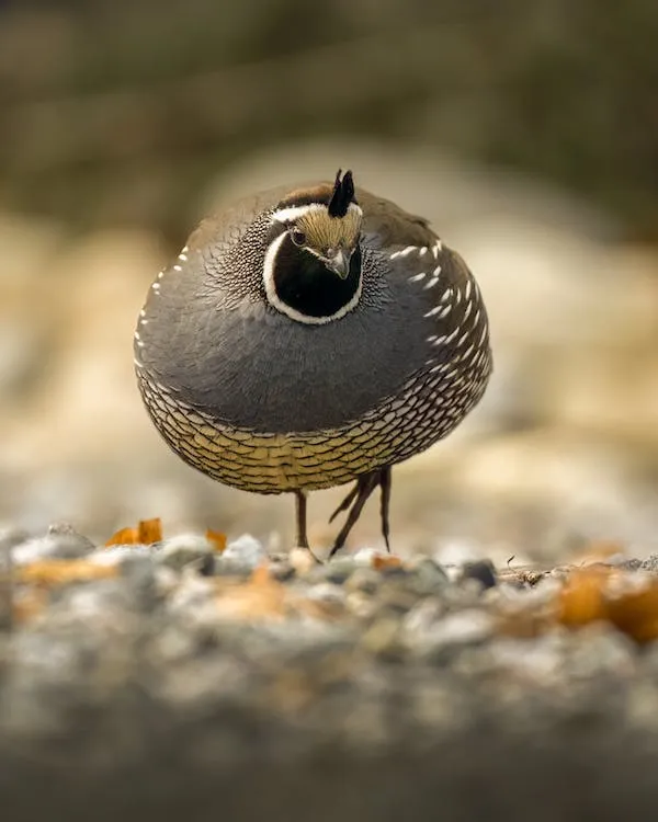 Breeding Quail