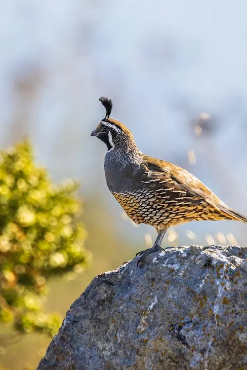 Quail Enclosure