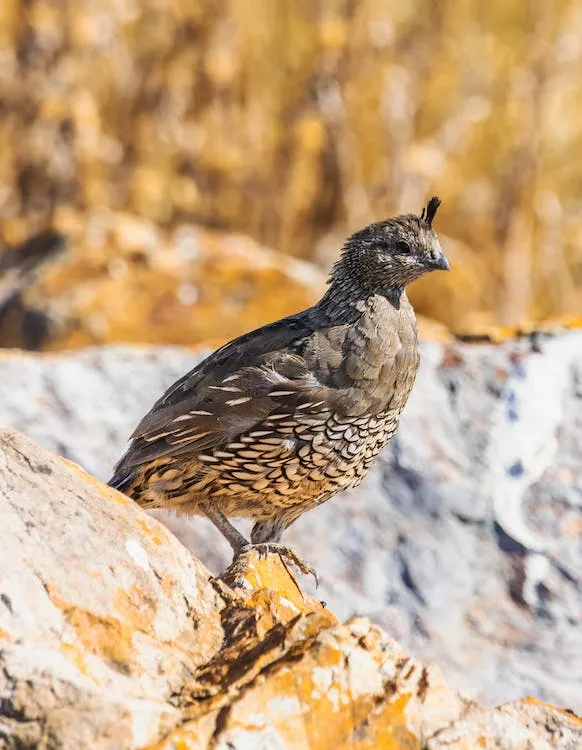 Quail Enclosure