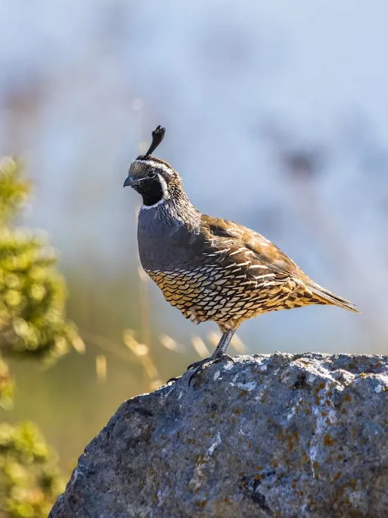 Feeding Quails