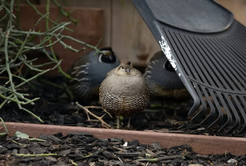 Feeding Quail