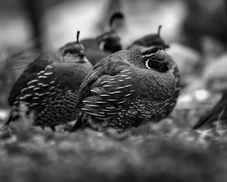 Quail Enclosures